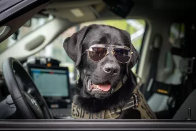 k9 watson