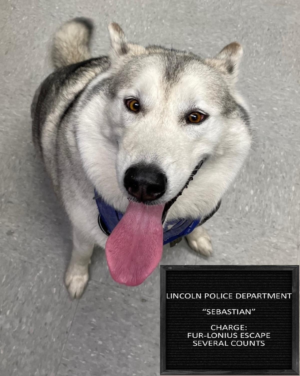 lost dog